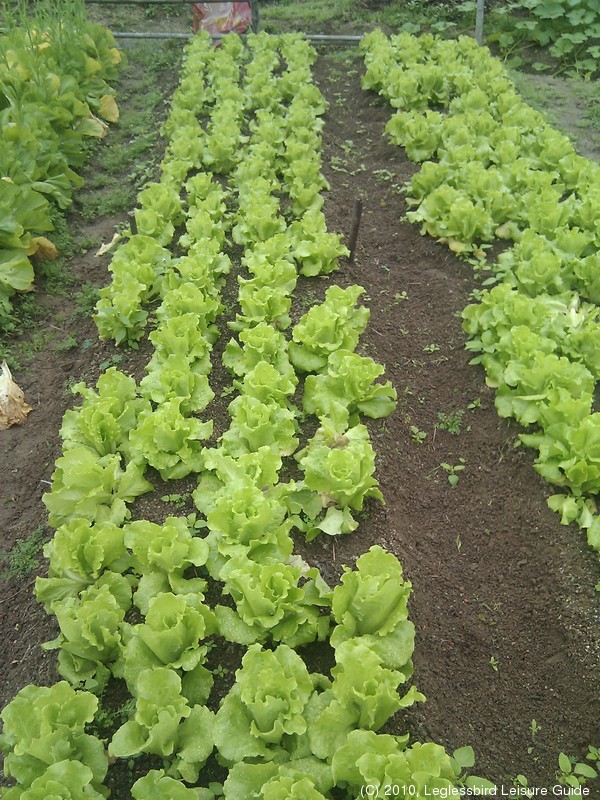 20100215Farm Visit26.jpg